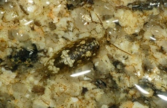 Ligia oceanica
