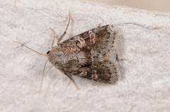 Oligia minuscula