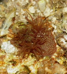 Actinia fragacea