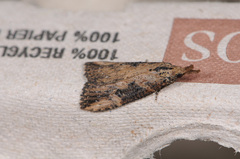 Hypena humuli