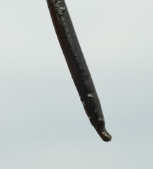 Nerophis lumbriciformis