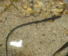 Nerophis lumbriciformis