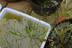 Alisma canaliculatum