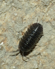 Armadillidium depressum
