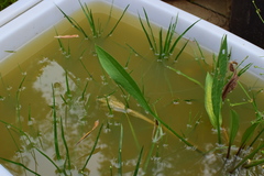 Alisma canaliculatum