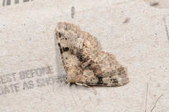 Metalectra quadrisignata