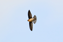 Aerodramus francicus