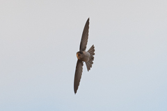 Aerodramus francicus