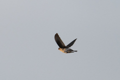 Aerodramus francicus