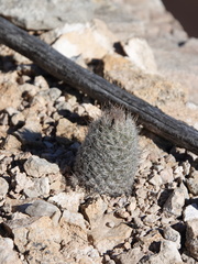 Escobaria tuberculosa