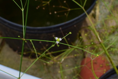 Alisma canaliculatum