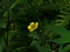 Ranunculus distans