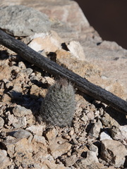 Escobaria tuberculosa