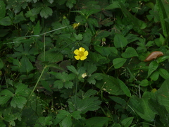 Ranunculus distans