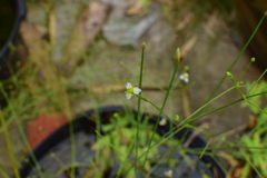 Alisma canaliculatum