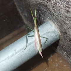 Eumusonia