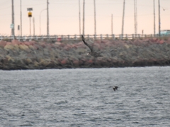 Macronectes giganteus