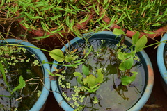 Alisma canaliculatum