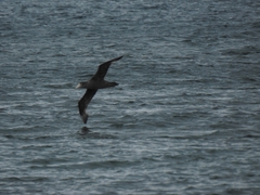 Macronectes giganteus