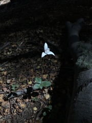 Codonorchis lessonii
