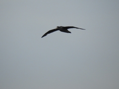 Macronectes giganteus