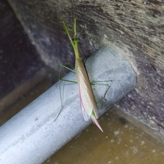 Eumusonia