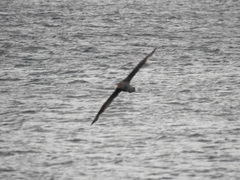 Macronectes giganteus