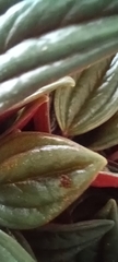 Peperomia caperata