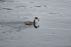 Gymnocephalus cernua