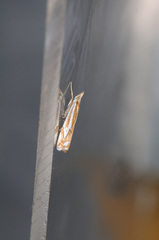 Crambus bidens