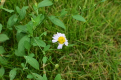 Aster indicus