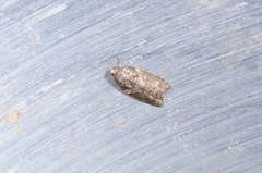 Acleris variana
