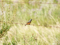 Sporophila ruficollis