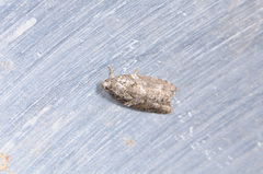 Acleris variana