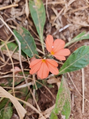 Crossandra