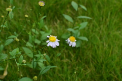Aster indicus