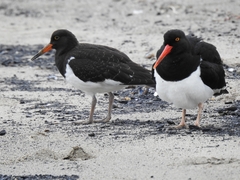 Haematopus leucopodus