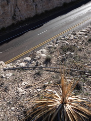 Escobaria tuberculosa