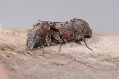 Oligia minuscula