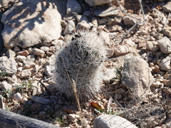 Escobaria tuberculosa