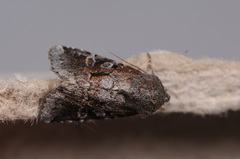 Oligia minuscula