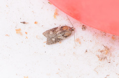 Acleris variana