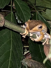 Polypedates otilophus