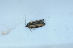 Acleris variana