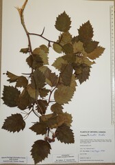 Crataegus schuettei