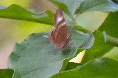 Abisara savitri