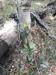 Gavilea lutea