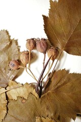 Crataegus schuettei