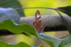 Abisara savitri
