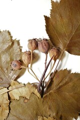Crataegus schuettei